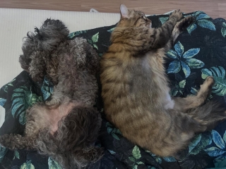 When you get a dog and wonder if the cats will accept her and then find them like this ❤️❤️